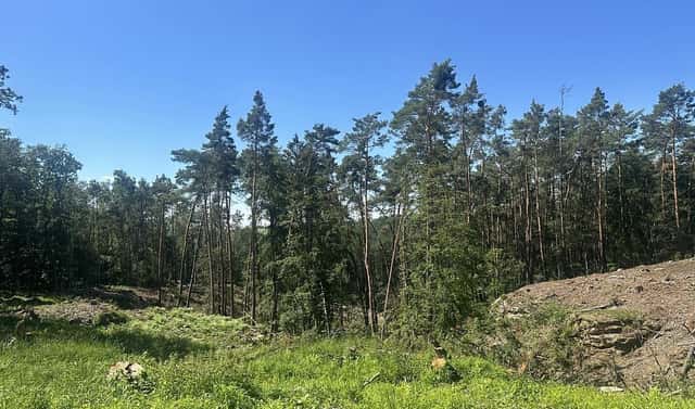 Prodej lesa 27 734 m², Nebužely, okres Mělník