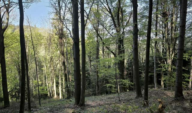 Prodej lesa 8 428 m², Nemojany, okres Vyškov