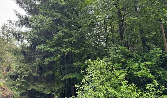 Prodej lesa 18 900 m², Loužnice – Merboltice, okres Jablonec nad Nisou