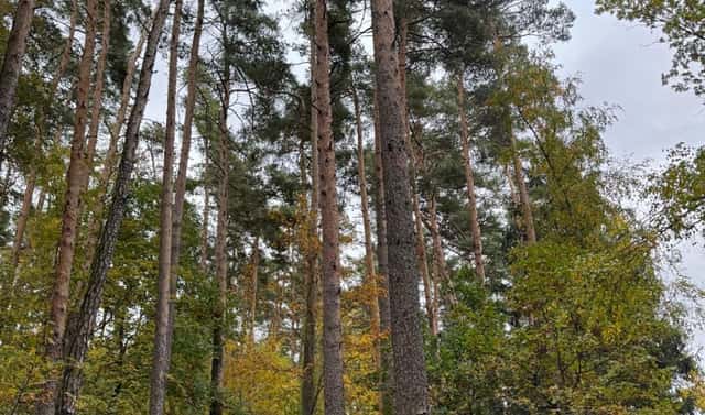 Prodej lesa 1 818 m², Kanice – Veselé, okres Domažlice