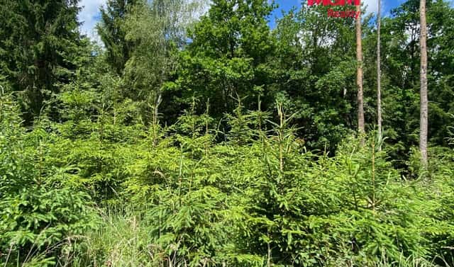 Prodej lesa 1 272 m², Slabčice – Nemějice, okres Písek