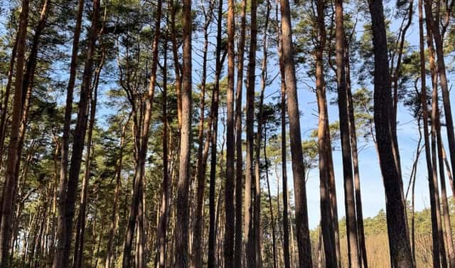 Prodej lesa 3 963 m², Vacenovice – Bdeněves, okres Hodonín