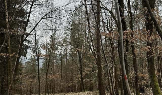 Prodej lesa 7 168 m², Bučovice, okres Vyškov