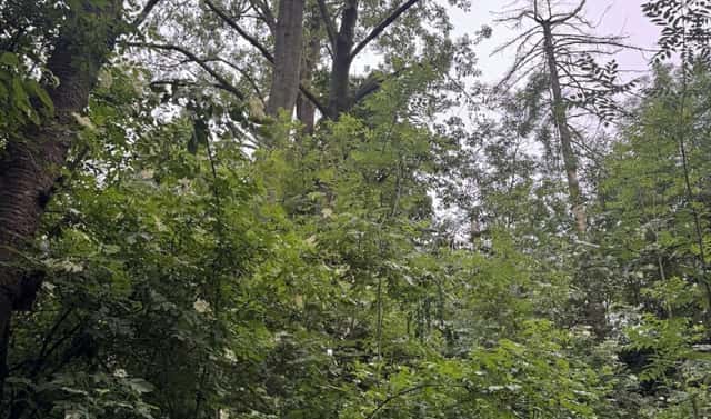 Prodej lesa 1 331 m², Skuteč – Šluknov, okres Chrudim