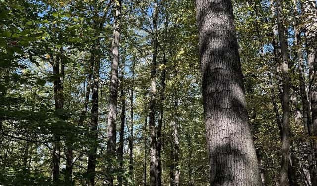 Prodej lesa 7 174 m², Žulová – Chvalkovice, okres Jeseník