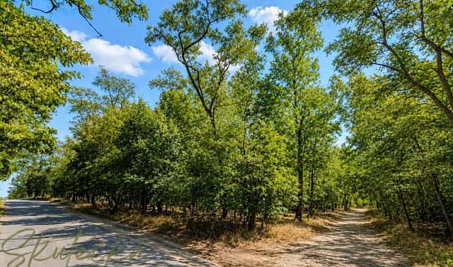 Prodej lesa 6 618 m², Lužice, okres Hodonín