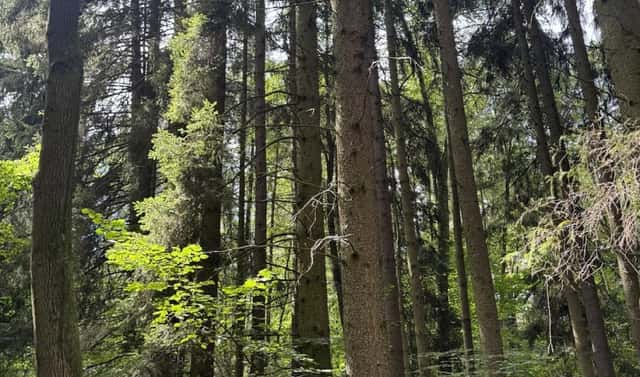 Prodej lesa 1 719 m², Zbýšov – Chlum, okres Kutná Hora