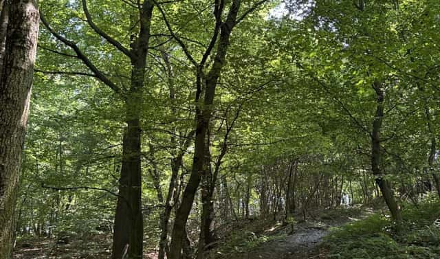Prodej lesa 5 120 m², Horní Bříza, okres Plzeň-sever