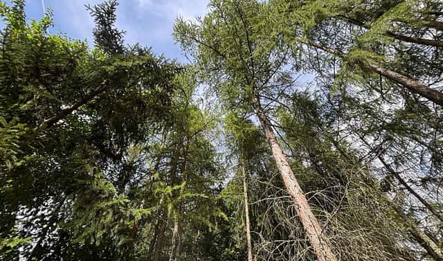 Prodej lesa 5 401 m², Jickovice, okres Písek