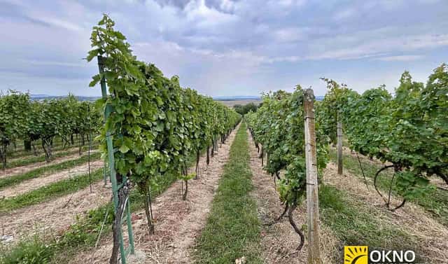 Prodej pole 9 892 m², Svatobořice-Mistřín, okres Hodonín