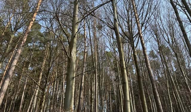 Prodej lesa 36 947 m², Bohutín – Bučovice, okres Šumperk