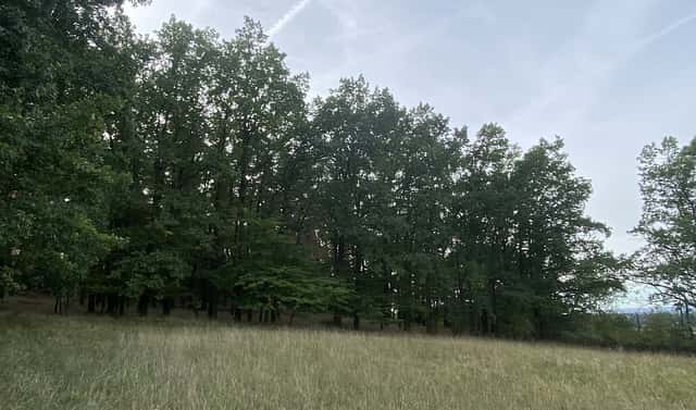 Prodej lesa 11 957 m², Ostřetín – Vysoká u Holic, okres Pardubice