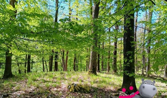 Prodej lesa 2 128 m², Kelníky, okres Zlín