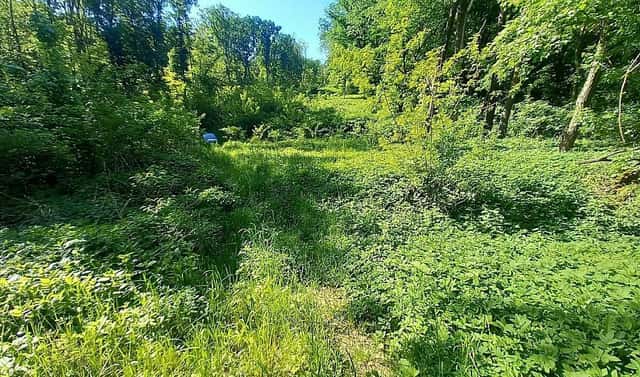 Prodej lesa 6 415 m², Diváky, okres Břeclav
