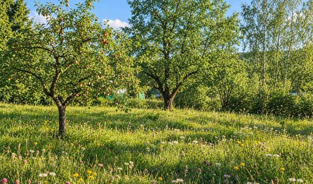 Prodej stavebního pozemku 1 074 m², Nová Bystřice – Albeř, okres Jindřichův Hradec