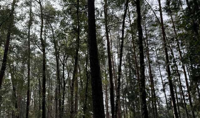 Prodej lesa 12 972 m², Dolany – Nýřany, okres Plzeň-sever