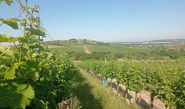 Prodej pozemku 12 285 m², Bavory, okres Břeclav