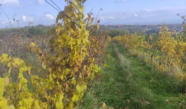 Prodej pole 4 846 m², Ořechov, okres Brno-venkov