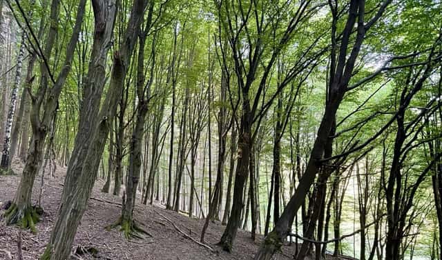 Prodej lesa 3 592 m², Trnava, okres Zlín