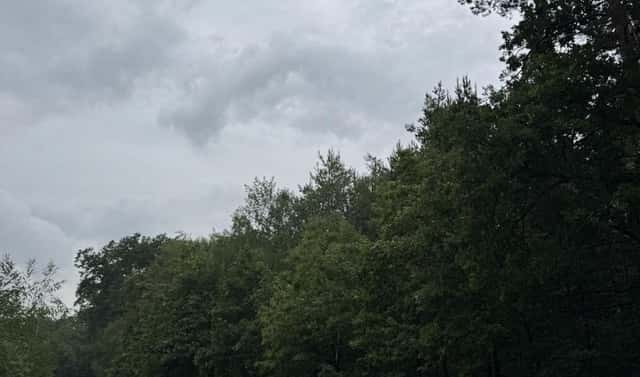 Prodej lesa 10 225 m², Dobříč – Čivice, okres Plzeň-sever