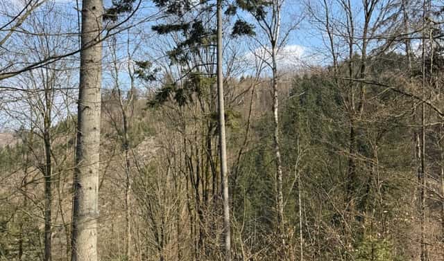 Prodej lesa 11 060 m², Záhoří – Vlkošov, okres Semily