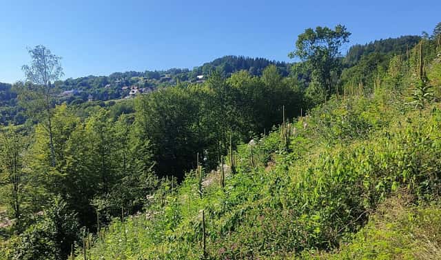 Prodej lesa 4 922 m², Benešov u Semil, okres Semily