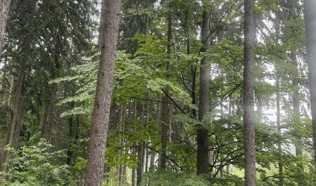 Prodej lesa 1 819 m², Tanvald – Vlkošov, okres Jablonec nad Nisou