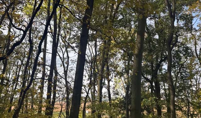 Prodej lesa 12 606 m², Jeníkovice – Dolní Bělá, okres Pardubice