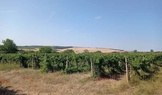 Prodej pozemku 3 162 m², Valtice – Úvaly, okres Břeclav