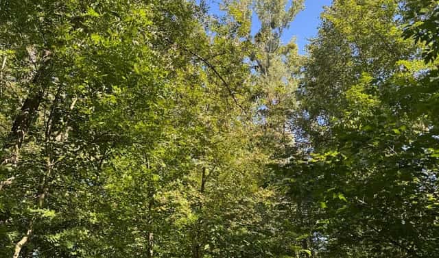 Prodej lesa 4 400 m², Šenov – Mlýny, okres Ostrava-město