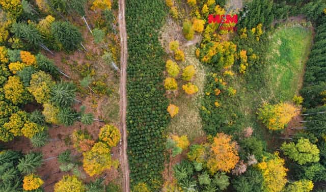 Prodej lesa 4 481 m², Luže – Doly, okres Chrudim