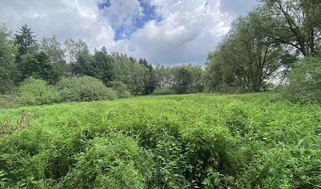 Prodej louky 6 751 m², Nové Hrady – Štiptoň, okres České Budějovice