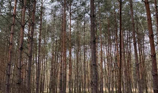 Prodej lesa 76 710 m², Račice, okres Litoměřice
