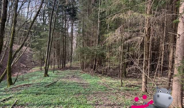 Prodej lesa 6 656 m², Luhačovice, okres Zlín
