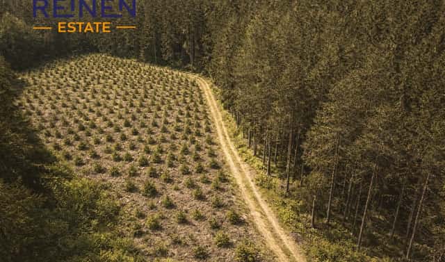 Prodej lesa 38 985 m², Křeč, okres Pelhřimov