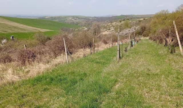 Prodej pozemku 6 023 m², Vrchní, Velké Němčice, okres Břeclav