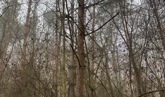 Prodej lesa 3 854 m², Chotiněves – Buč, okres Litoměřice