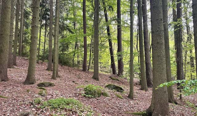 Prodej lesa 7 759 m², Sázavská, Jevany, okres Praha-východ