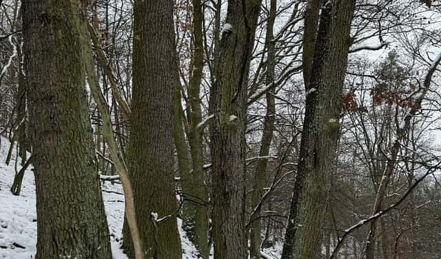 Prodej lesa 2 782 m², Drnovice, okres Vyškov
