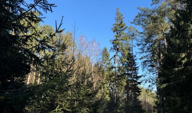 Prodej lesa 6 708 m², Zvěrotice – Horní Bříza, okres Tábor