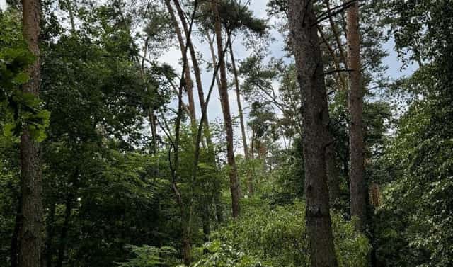 Prodej lesa 4 203 m², Kojice – Dolní Bělá, okres Pardubice