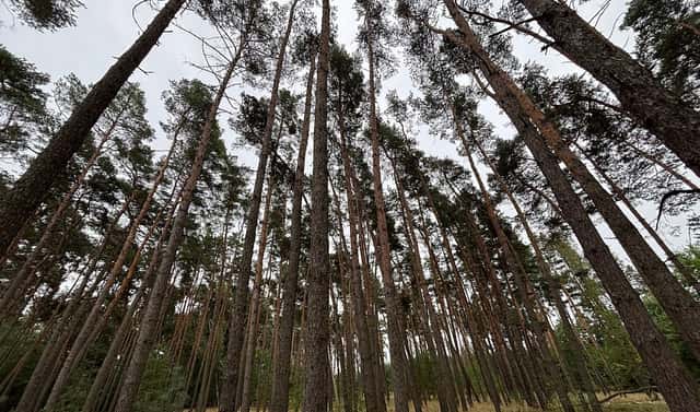 Prodej lesa 3 685 m², Kostelní Lhota, okres Nymburk