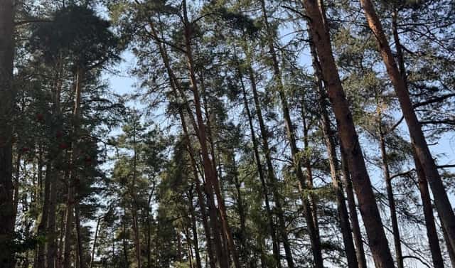 Prodej lesa 3 827 m², Krejnice – Nýřany, okres Strakonice