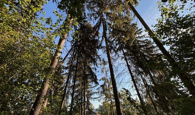 Prodej lesa 4 663 m², Zlatá Koruna – Rájov, okres Český Krumlov