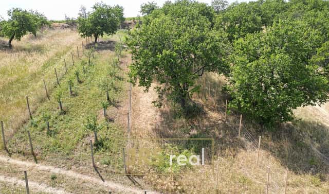 Prodej pole 358 m², Němčičky, okres Břeclav