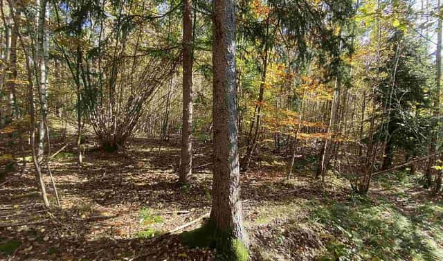 Prodej pole 9 794 m², Železný Brod, okres Jablonec nad Nisou