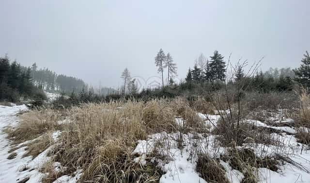 Prodej lesa 4 368 m², Vidochov – Stupná, okres Jičín
