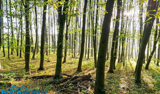 Prodej lesa 5 655 m², Solnice, okres Rychnov nad Kněžnou
