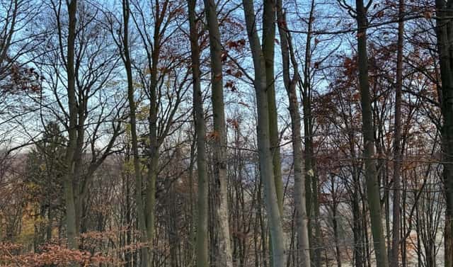 Prodej lesa 9 585 m², Dzbel – Horní Bělá, okres Prostějov