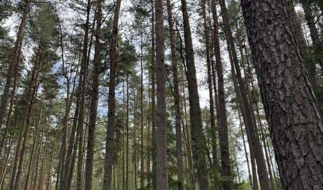 Prodej lesa 61 114 m², Dolní Podluží, okres Děčín